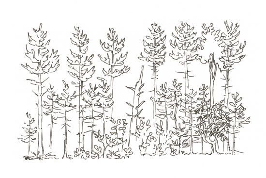 Note the complex vertical layers in this forest. It takes time to develop rich vertical diversity.